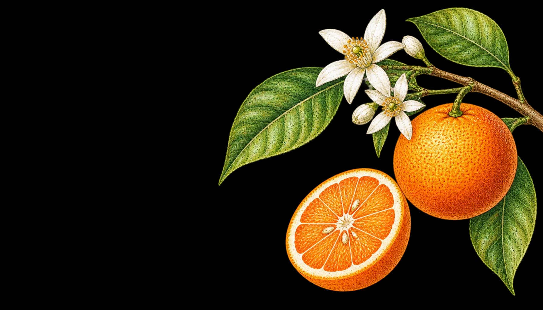 An orange branch drawn as a natural-history plate: leaves, two blossoms, a whole orange and a halved one.